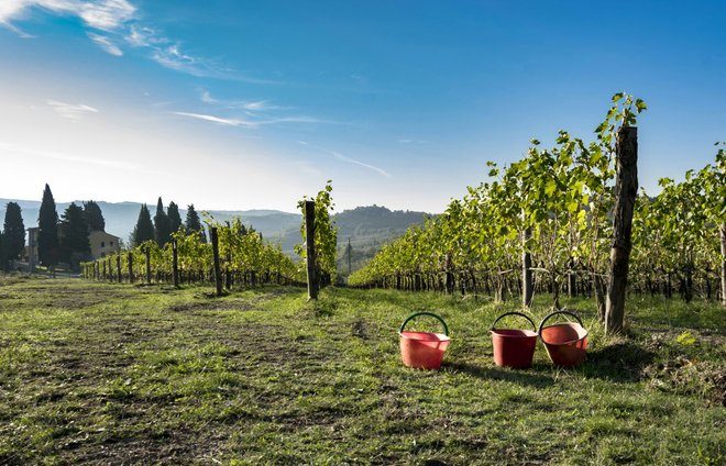 Drive along the Chianti wine route and stop for a wine tasting with local wine specialists at the Cantina Panzanello winery.